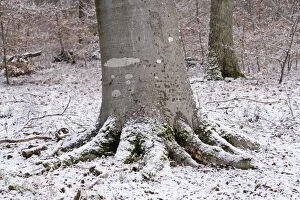 Images Dated 24th January 2007: Beech - Trunk - Snow