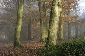 Dawn Prints: Beech wood - in morning mist. Southborough Woods, Kent. December