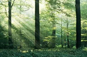 Images Dated 4th November 2010: Beech wood - with sunbeams