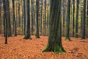 Stems Gallery: Beech Woodland - autumn colour Bramwald Forest