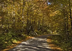 Croatia Prints: Beech woodland in autumn, in the Plitvice National Park, Croatia. With country lane