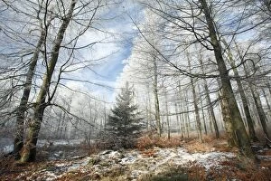 Beeches Gallery: Beech Woodland - covered with frost in winter