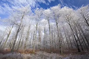 Frosted Prints: Beech Woodland - covered with frost in winter - North Hessen - Germany