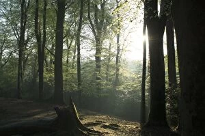Beech Woodland - just after sunrise in spring