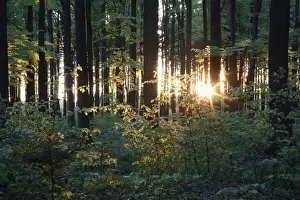 Beech Woodland - in spring - Hessen - Germany