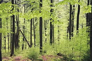 Beech Woodland - in spring, Lower Saxony, Germany
