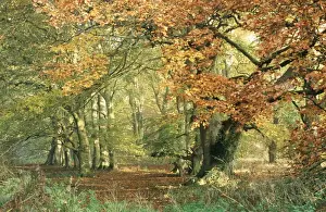 Sympathy Prints: Beechwood - Autumn Wood in Norfolk, UK