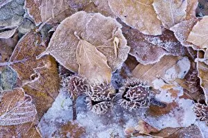 Leaf Litter Gallery: Beechwood forest floor in winter, with fallen beech mast