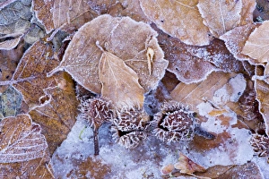 Images Dated 8th January 2008: Beechwood forest floor in winter, with fallen beech mast