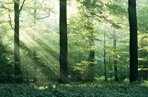 Sympathy Prints: Beechwood - with Sun filtering through Woodland