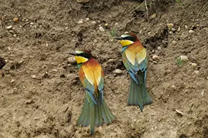 Bee Eater Prints: Beeeaters, Austria