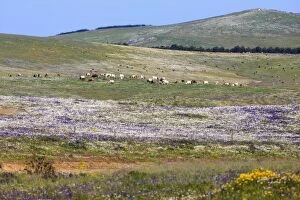 Alentejo Gallery: Beef Cattle - herd grazing on meadow Alentejo, Portugal