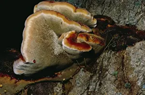 Beefsteak Fungi