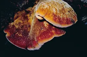 Beefsteak Fungus