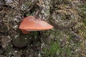 Beefsteak / Polypore / Ox Tongue Fungus Autumn