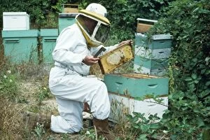Beehive Gallery: Beekeeper - lifts comb frame out to harvest honey