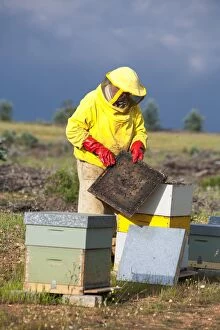 Brood Gallery: Beekeeper at work