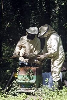 Images Dated 16th August 2007: Beekeepers - opening hive & using smoker to subdue Beekeepers - opening hive & using smoker to
