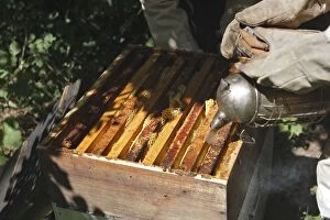 Beekeeper Gallery: Beekeepers - opening hive & using smoker to subdue Beekeepers - opening hive & using smoker to