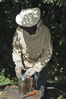 Images Dated 16th August 2007: Beekeepers - with smoker to subdue bees before