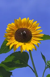 Environmentalism Prints: Two Bees in centre of large bright sunlit Sunflower seen very close against deep blue sky