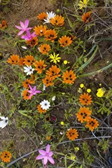Images Dated 29th August 2007: Beetle daisy (Gorteria diffusa ssp. diffusa) and other flowers on Renosterveld
