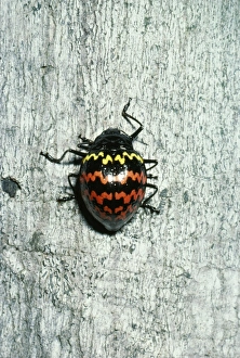 Images Dated 26th April 2005: Beetle Rio Jurua, Caravari, Brazil