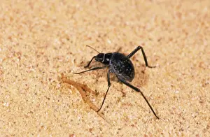 Egypt Prints: A beetle - runs in sand while feeding in Arabian desert in early morning approx