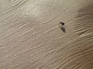 Images Dated 13th October 2010: Beetle - in the sand