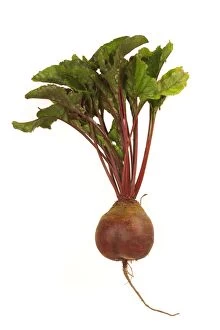 Images Dated 10th December 2006: Beetroot