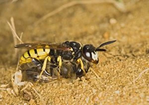 Images Dated 21st July 2008: Beewolf / bee killer wasp - with bee
