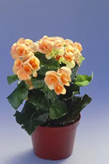 Begonia DAD 553 In a pot © David Dixon / ARDEA LONDON