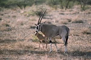 Images Dated 9th February 2007: Beisa Oryx - with young