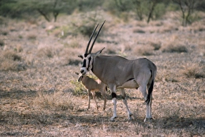 Images Dated 9th February 2007: Beisa Oryx - with young