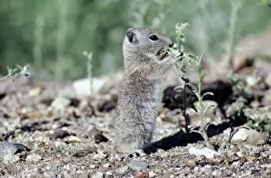 Belding's Ground Squirrel
