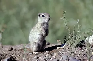 World Wildlife Prints: Belding's Ground Squirrel