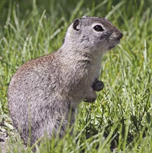 A Belding's ground squirrel on alert at