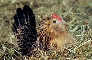Chicken Prints: Belgian bantam - on nest