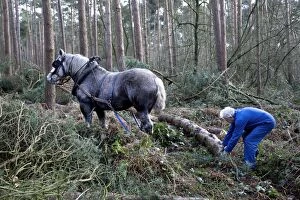 Belgian - draught horse working in forest
