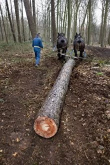 Belgian draught horse working in forest
