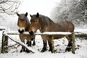 Belgium Prints: Belgian horses - in winter