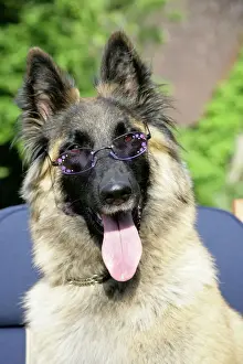 Glasses Prints: Belgian shepherd dog wearing purple glasses