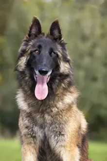 Belgian Tervuren dog