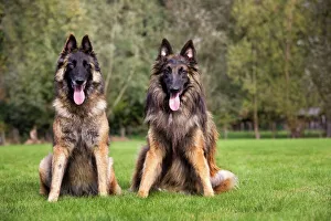 Images Dated 18th October 2009: Belgian Tervuren dog