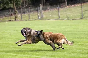 Belgian Tervuren dog