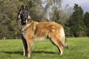 Belgian Tervuren dog