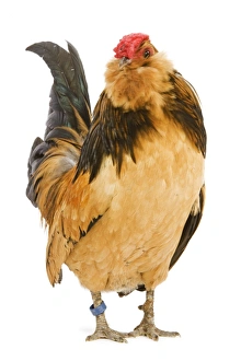 Chickens Collection: Belgium Bantam - Barbu d'Anvers - in studio