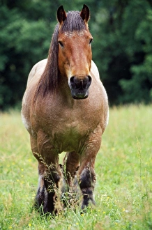 Horses Collection: Belgium Cart-horse