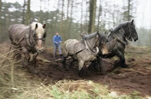Belgium Heavy Draught Horse / Brabant - working in Woodland