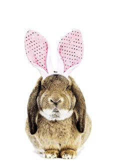 Belier Francais Rabbit wearing bunny ears